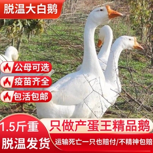 散养1.5斤重鹅活苗产蛋王百子鹅苗看家鹅大种脱温四季白鹅活苗