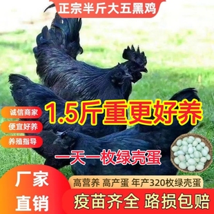 一斤正宗五黑鸡活苗纯种绿壳蛋鸡脱温乌骨鸡小鸡活苗农家散养土鸡