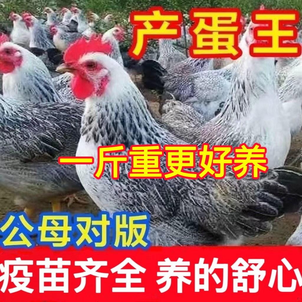 鸡活苗纯种白芦花鸡活苗彩凤鸡稻花鸡苗鹊山鸡活苗半大脱温鸡包活