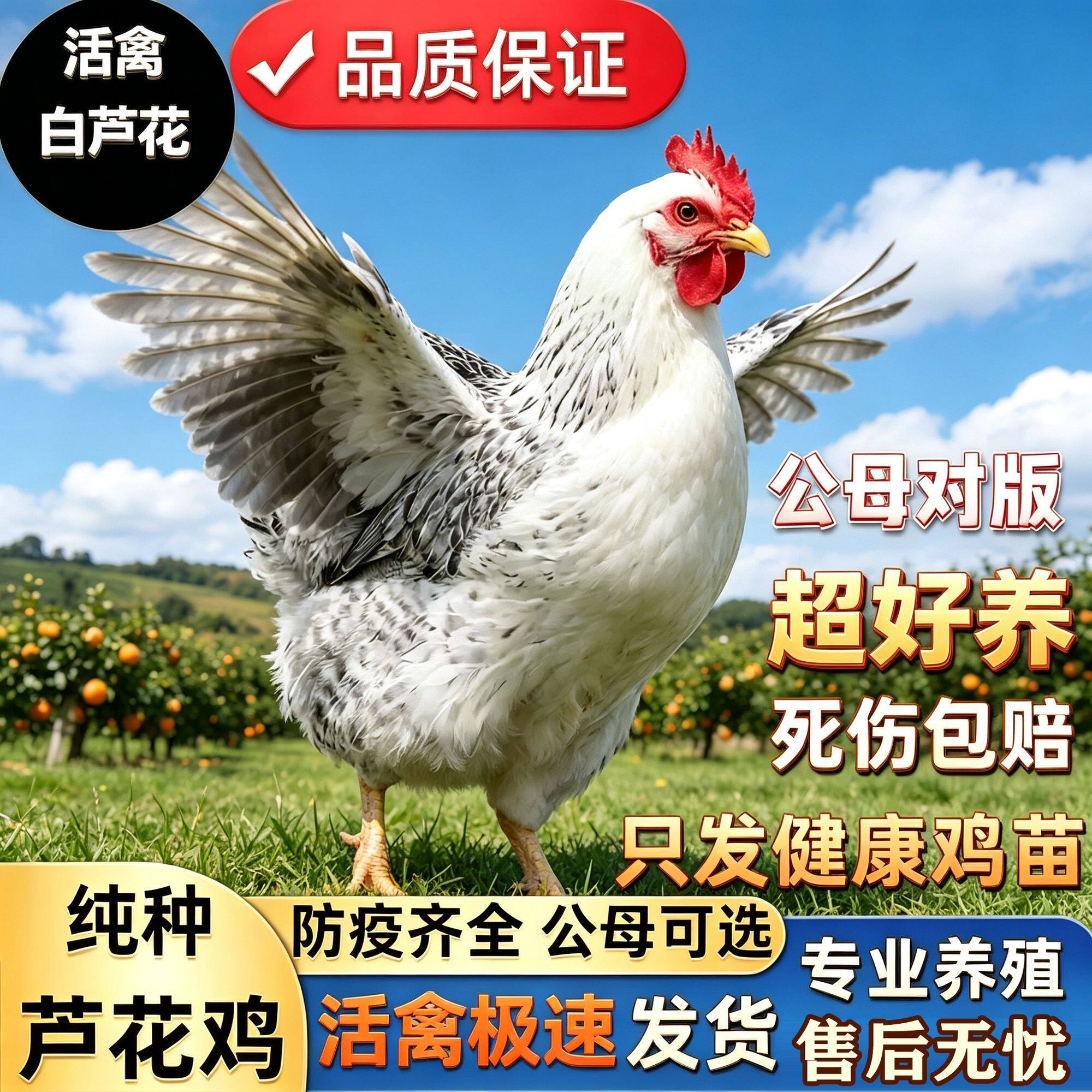 农家散养纯种一斤白芦花鸡苗黑白芦花鸡活苗蛋鸡活苗半大鸡稻花鸡