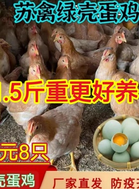 1.5斤农家散养柴笨鸡走地鸡纯种土鸡活体小鸡仔正宗苏禽绿壳蛋鸡