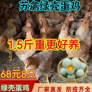 1.5斤农家散养柴笨鸡走地鸡纯种土鸡活体小鸡仔正宗苏禽绿壳蛋鸡