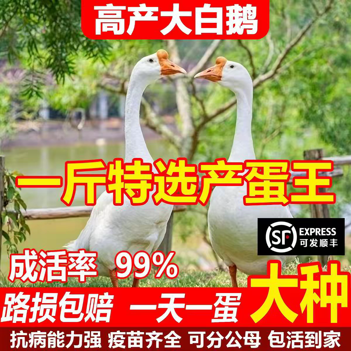 现货一斤四季鹅苗皖西大白鹅活苗大种三花鹅苗下蛋鹅产蛋王鹅苗