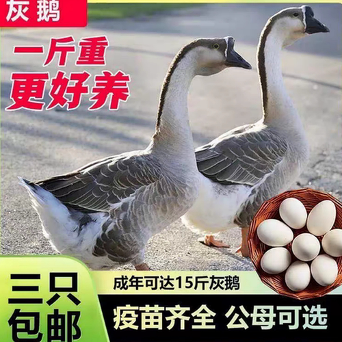 一斤纯种散养灰鹅双黄蛋鹅灰雁鹅脱温鹅高产蛋鹅活苗鹅活体马岗鹅