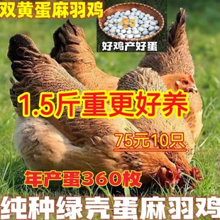 2斤土鸡麻羽活苗小鸡活苗1.5斤散养鸡苗正宗麻羽绿壳蛋鸡活苗