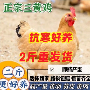 2斤纯种三黄鸡活苗包活到家散养活鸡苗优质土鸡高产蛋鸡小笨鸡