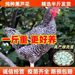 一斤芦花鸡活苗纯种绿壳蛋鸡崽黑芦花鸡仔汶上芦花鸡脱温活苗鸡苗
