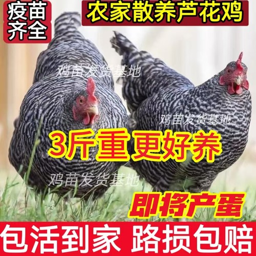 正宗3斤重黑芦花鸡活苗绿壳蛋鸡活苗产蛋母鸡下蛋鸡苗成年鸡活苗