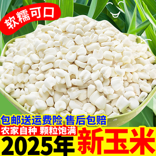 【送运费险包邮】广西忻城白糯玉米粒脱皮干玉米头煮粥糖水甜玉米