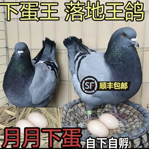 纯种落地鸽子观赏鸽信鸽肉鸽元宝