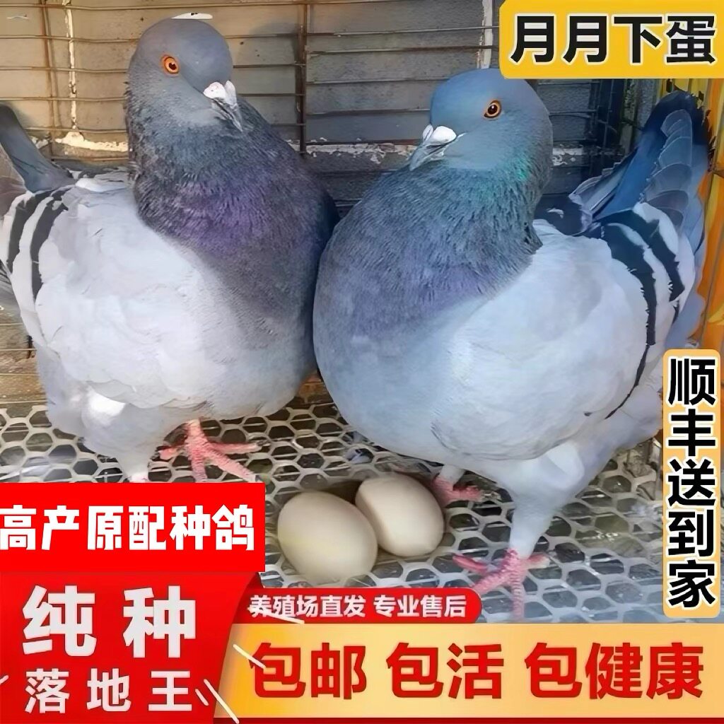 鸽子活一对公母落地王元宝鸽种鸽下蛋鸽繁殖观赏信鸽肉鸽幼鸽活苗