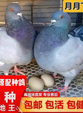 鸽子活一对公母落地王元宝鸽种鸽下蛋鸽繁殖观赏信鸽肉鸽幼鸽活苗