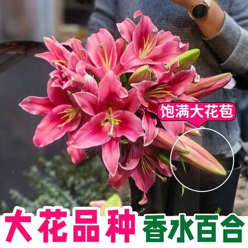 香水百合花鲜花卉云南昆明基地发