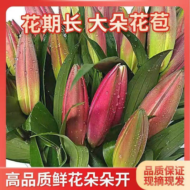 黄天霸香水百合鲜花云南基地直发节日礼物家用插花鲜花花束百合花