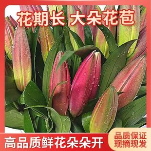 黄天霸香水百合鲜花云南基地直发节日礼物家用插花鲜花花束百合花