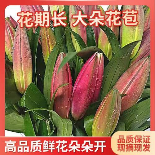 黄天霸香水百合鲜花云南基地直发