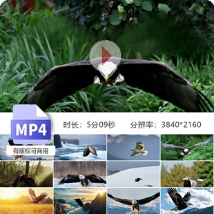 高清雄鹰展翅翱翔天际气势磅礴大鹏自由翱翔山脉景观野生视频素材