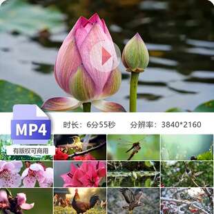 高清春暖花开延时摄影生机勃发百争艳田野耕牡丹兰菊梅杜视频素材