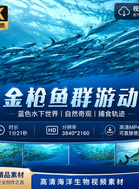 高清海洋金枪鱼群游动蓝色水下世界生物捕食自然奇观轨迹视频素材