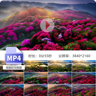 高清航拍毕节百里杜鹃花海清晨云雾缭绕原始森林生态环境视频素材