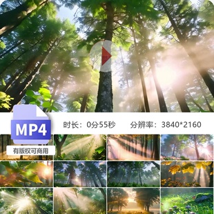 高清唯美森林逆光云雾大自然风景丁达尔梦幻树荫清晨意境绿色公园