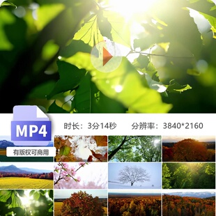 高清春夏秋冬四季树木花草变化枫叶冰挂阳光雪自然交替视频素材