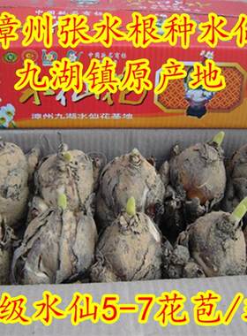 一级漳州水仙花头包邮 年宵水仙种球中等球 福建原产地发货免运.