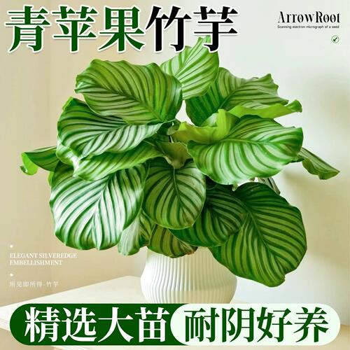 青苹果竹芋盆栽室内植物桌面绿植