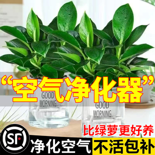 金钻盆栽植物铂金钻绿萝箩水培大叶懒人好养花卉绿植多肉办公室内