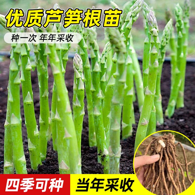 芦笋根种子蔬菜苗食用