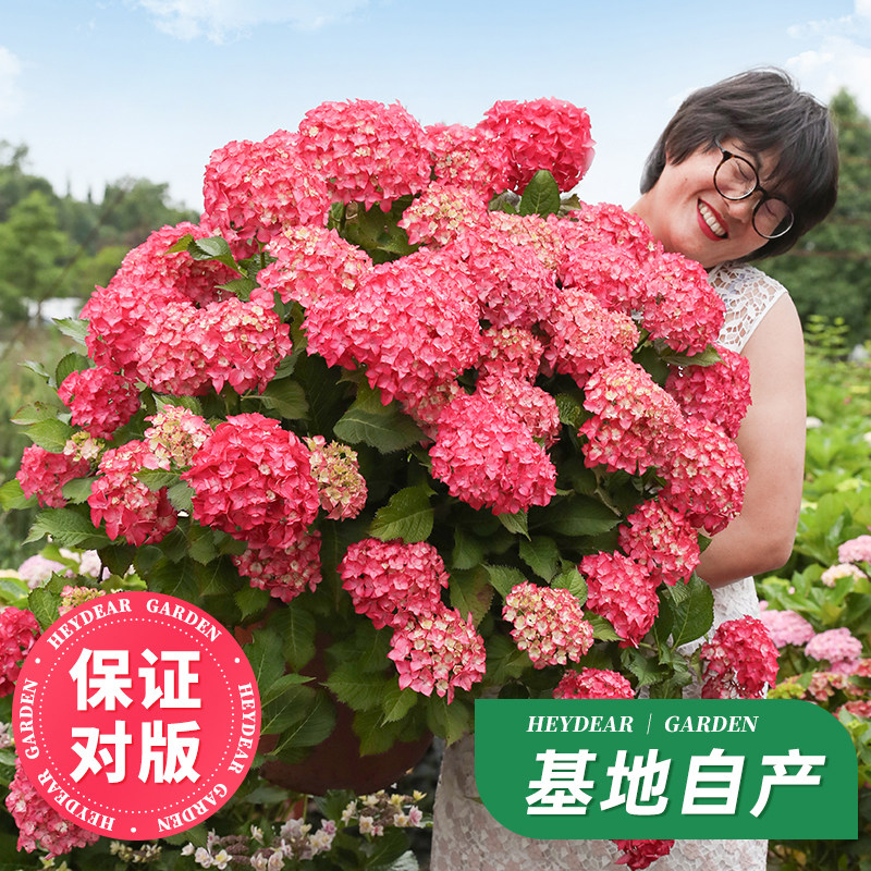 绣球花苗无尽夏开花盆栽