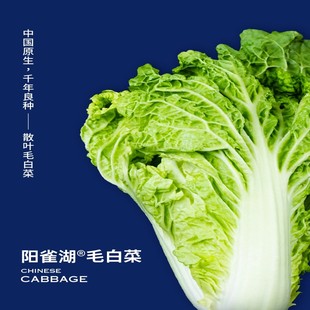 阳雀湖雄安新鲜毛白菜高钙高叶酸农家青白菜4斤现摘现发鲜蔬
