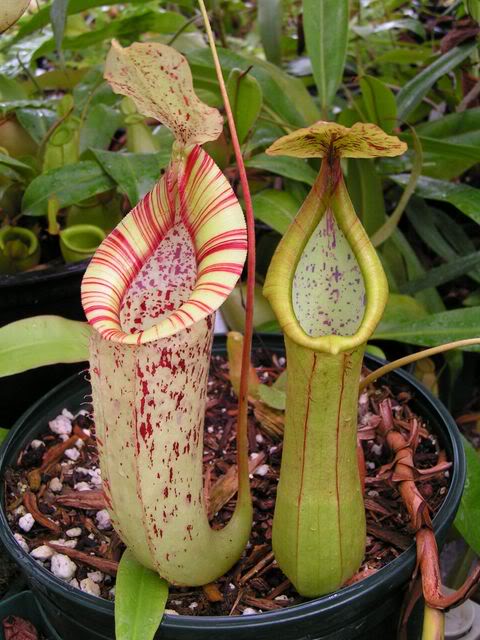 食虫植物-黛瑞安娜猪笼草(n.dyeriana)笼子巨大值得拥有