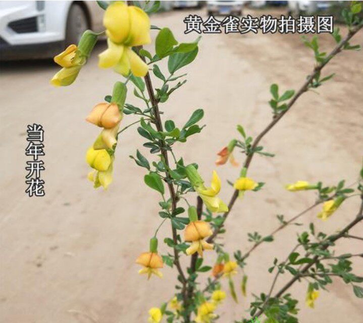 黄金雀花苗金雀梅盆栽室内外好养花卉锦鸡儿金丝雀绿植物盆景造型