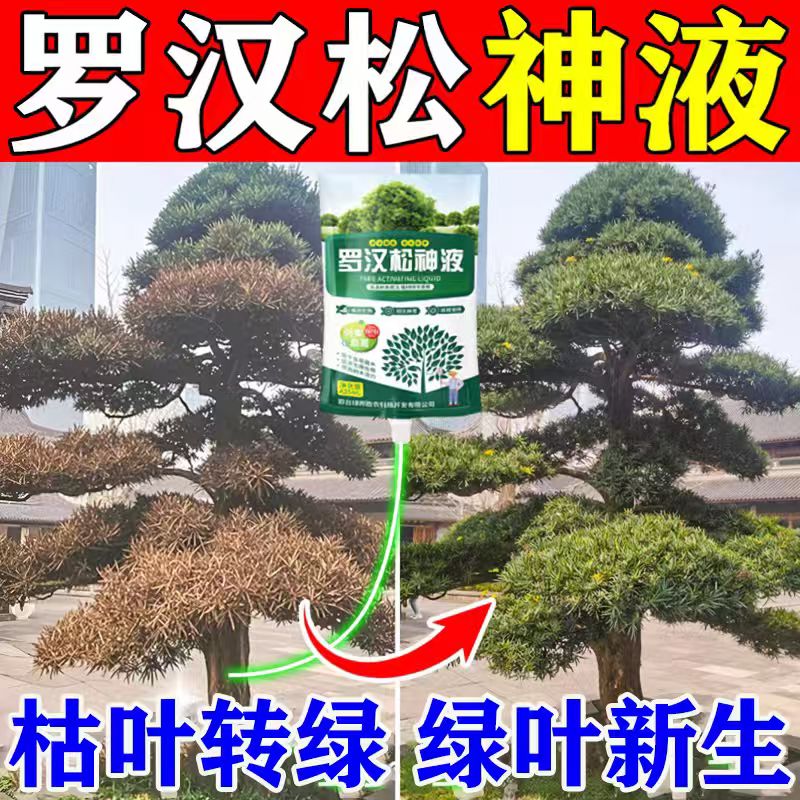 罗汉松专用营养液吊针液改善叶枯