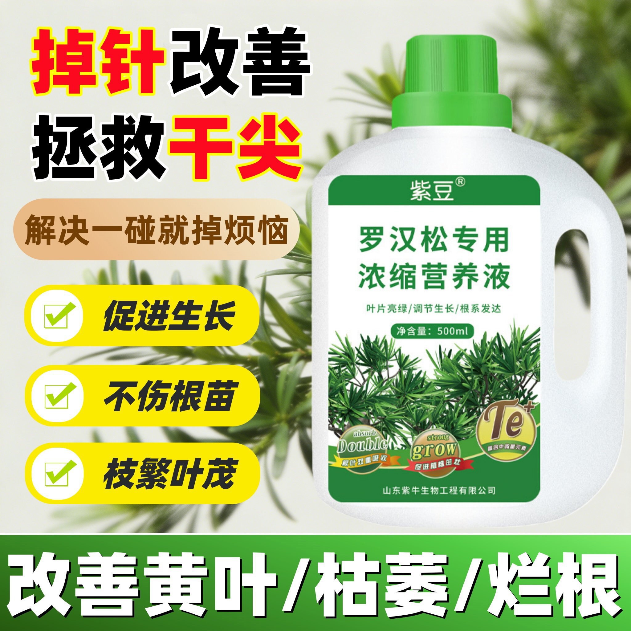 罗汉松专用浓缩营养液改善掉叶促