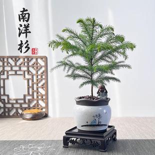 办公室书房桌绿植四季 南洋杉盆栽新中式 常青净化空气圣诞树小盆景