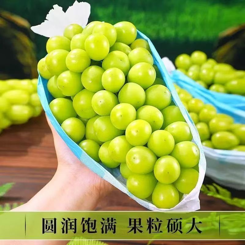 阳光玫瑰无籽脆甜爆汁香甜青提