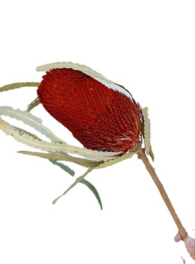 南非班克木佛塔干花贝克斯植物花束家居客厅装饰北欧风复古摆件