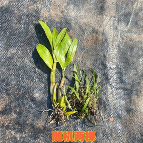 多品种石斛兰花混搭3-5种球花金钗麝香天宫鼓槌铁皮石斛苗花卉2斤