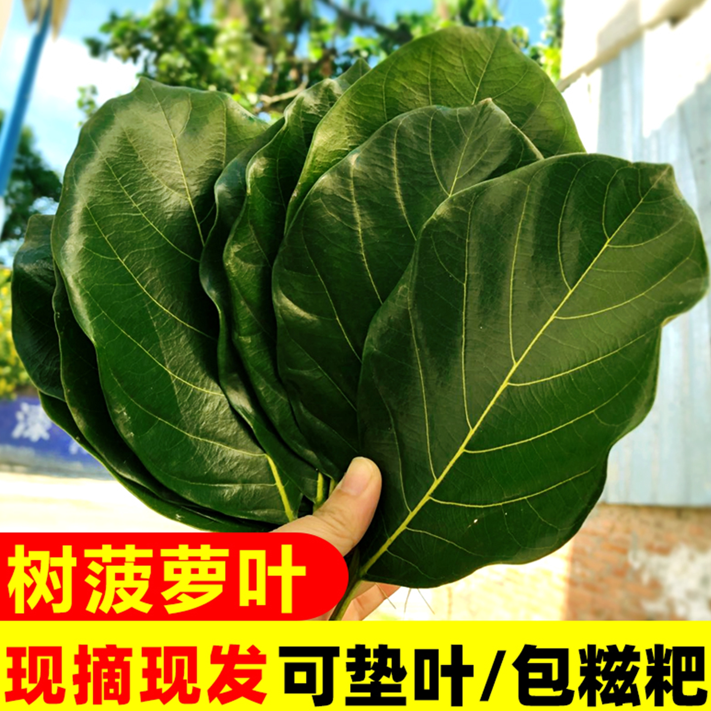 【菠萝叶】包糍粑艾饼青团粽垫叶叶菜类