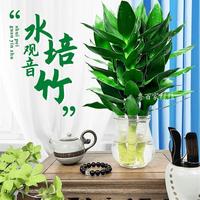 【新人特惠】观音竹富贵竹水培清新植物办公桌客厅盆栽美观绿植