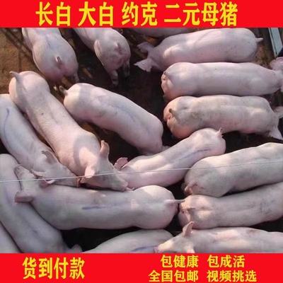 正宗原种长太二元母猪新美系英系大白长白猪大约克种母猪种公猪苗