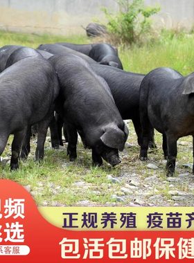 正宗跑山猪黑土猪散养小黑猪种苗原种黑土猪仔活体黑猪苗育肥猪苗