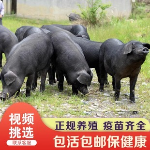 正宗跑山猪黑土猪散养小黑猪种苗原种黑土猪仔活体黑猪苗育肥猪苗