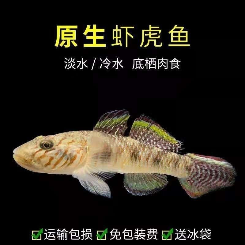 虾虎鱼活体子陵吻虾虎观赏鱼