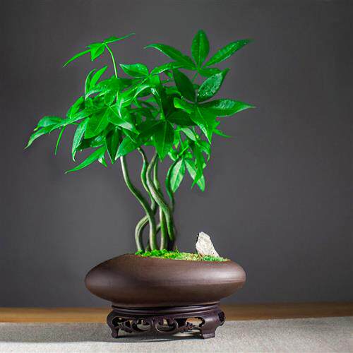 五福发财树小盆栽绿植办公桌植物茶几好养招财树中式禅意盆景摆件