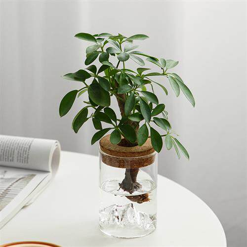 北欧风室内水培植物绿植小盆栽电脑桌面办公室植物盆栽
