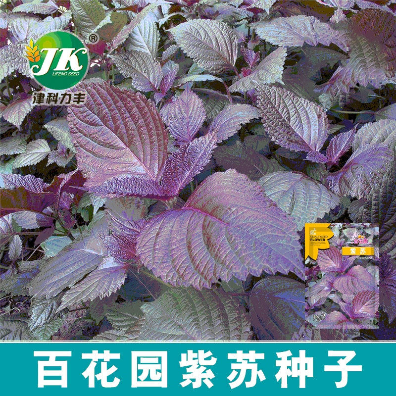 紫苏种子四季播种食用香料阳台盆栽观赏东北紫叶苏子蔬菜种籽