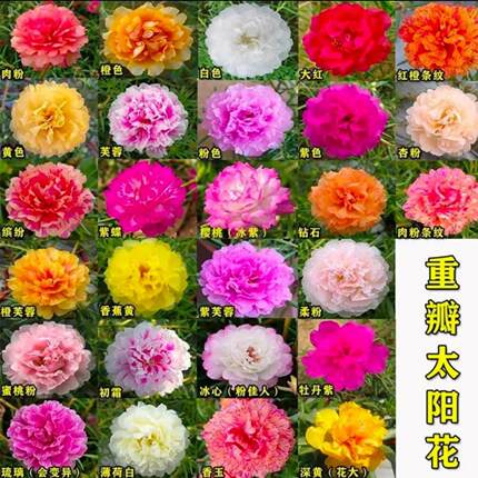 多色太阳花老桩大花重瓣太阳花苗混色太阳花老桩易活室内外观花卉